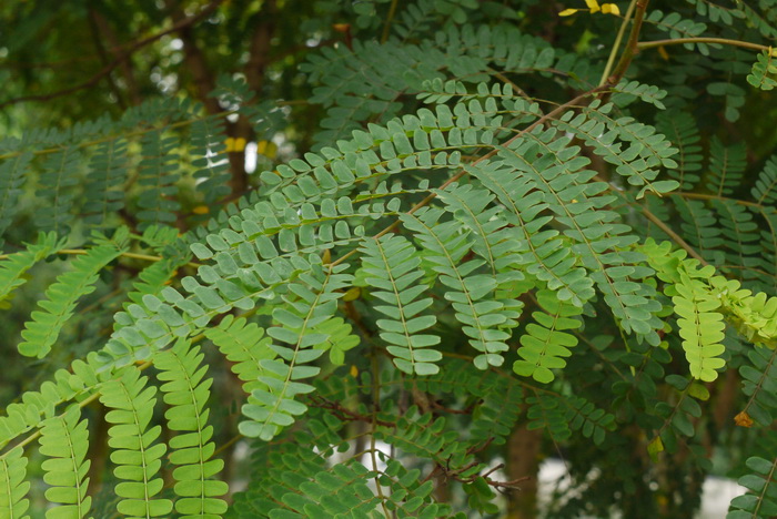 苏木Caesalpinia sappan 苏木Caesalpinia sappan