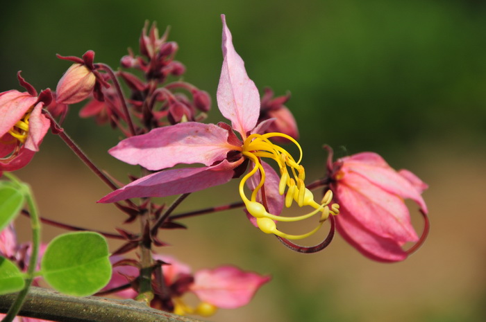 绒果决明Cassia bakeriana 绒果决明Cassia bakeriana