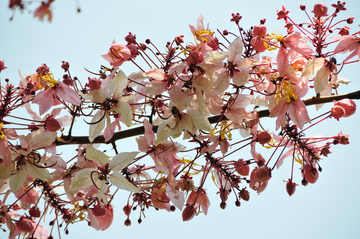 绒果决明Cassia bakeriana 绒果决明Cassia bakeriana