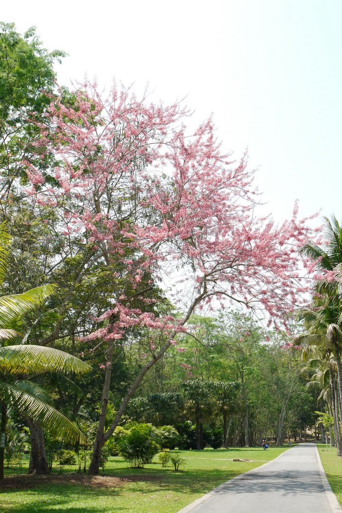 绒果决明Cassia bakeriana 绒果决明Cassia bakeriana