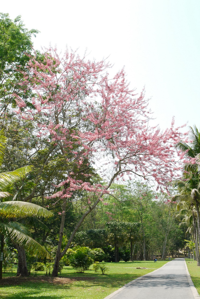 绒果决明Cassia bakeriana