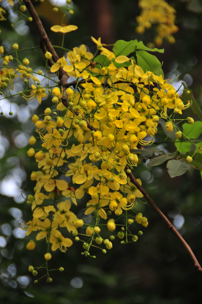 腊肠树Cassia fistula