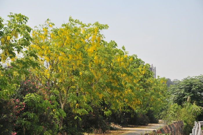 腊肠树Cassia fistula