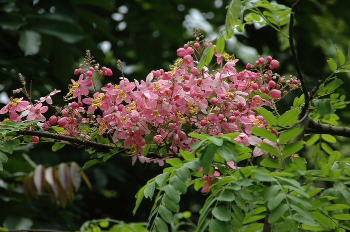 粉花决明Cassia javanica 粉花决明Cassia javanica