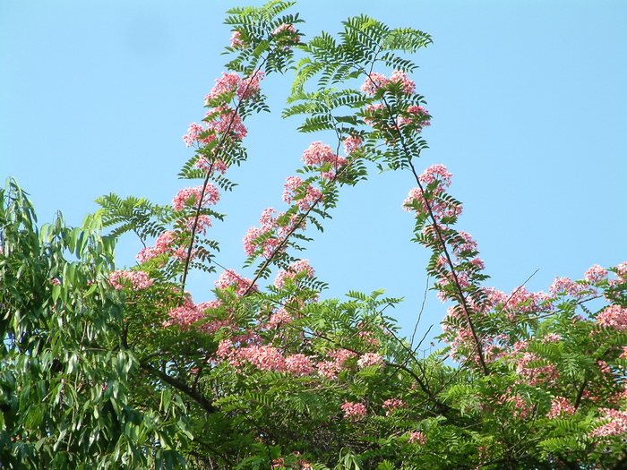 粉花决明Cassia javanica 粉花决明Cassia javanica
