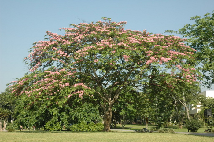 粉花决明Cassia javanica 粉花决明Cassia javanica