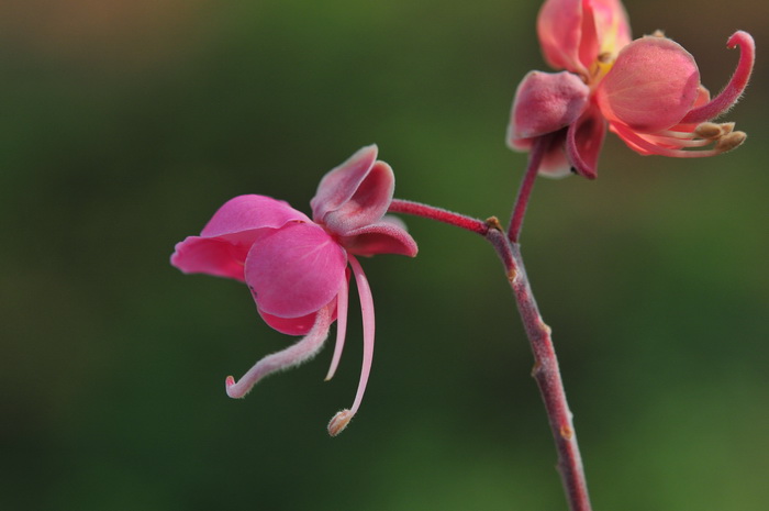 缘生铁刀木Cassia roxburghii 缘生铁刀木Cassia roxburghii
