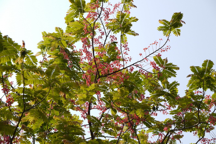 缘生铁刀木Cassia roxburghii 缘生铁刀木Cassia roxburghii