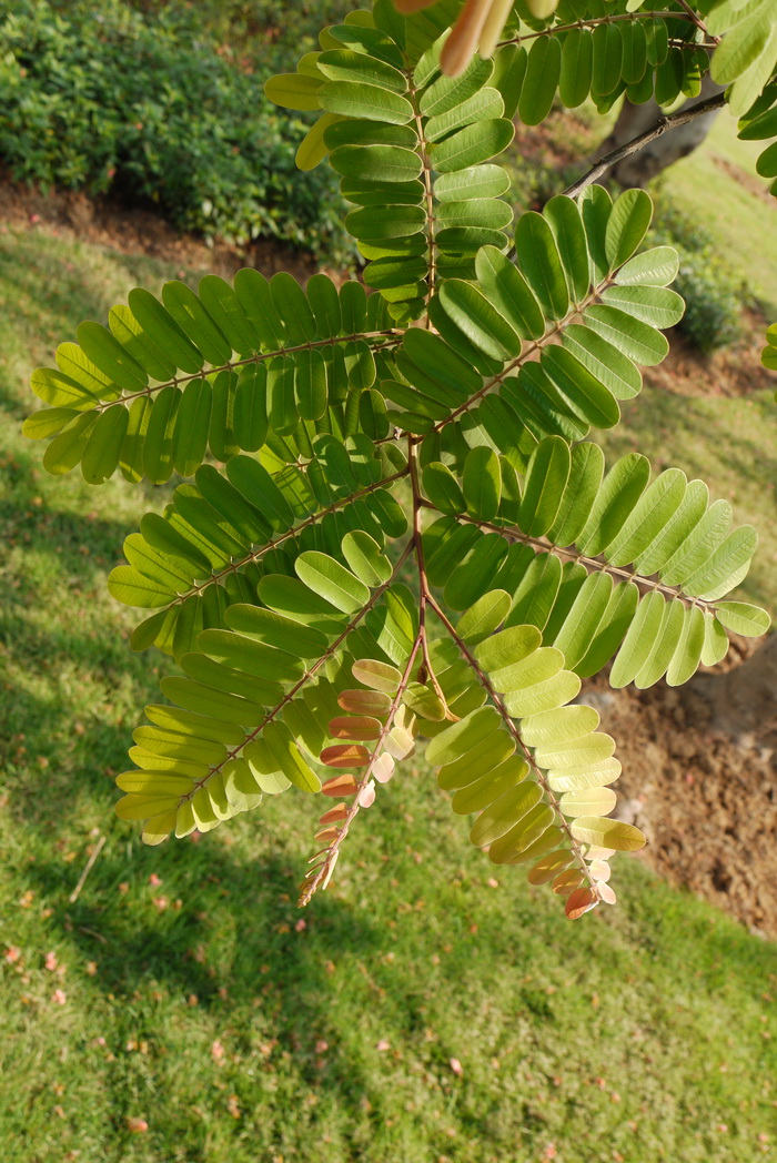 缘生铁刀木Cassia roxburghii 缘生铁刀木Cassia roxburghii