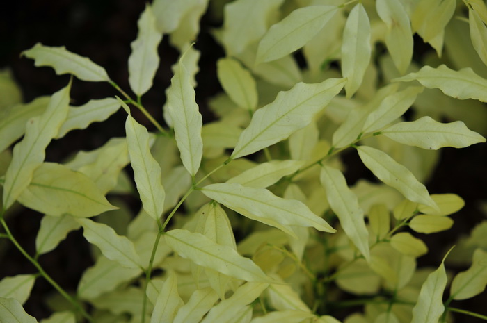 金叶栗豆树Castanospermum australe cv. 金叶栗豆树Castanospermum australe cv.