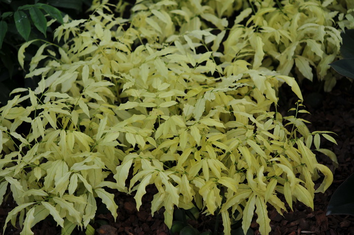 金叶栗豆树Castanospermum australe cv. 金叶栗豆树Castanospermum australe cv.