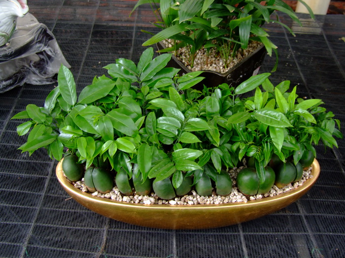 栗豆树Castanospermum australe 栗豆树Castanospermum australe