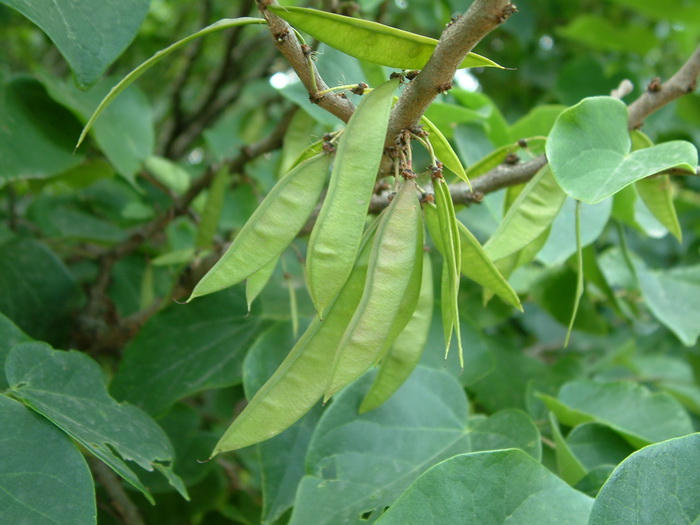 云南紫荆Cercis glabra 云南紫荆Cercis glabra