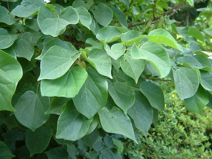 云南紫荆Cercis glabra 云南紫荆Cercis glabra