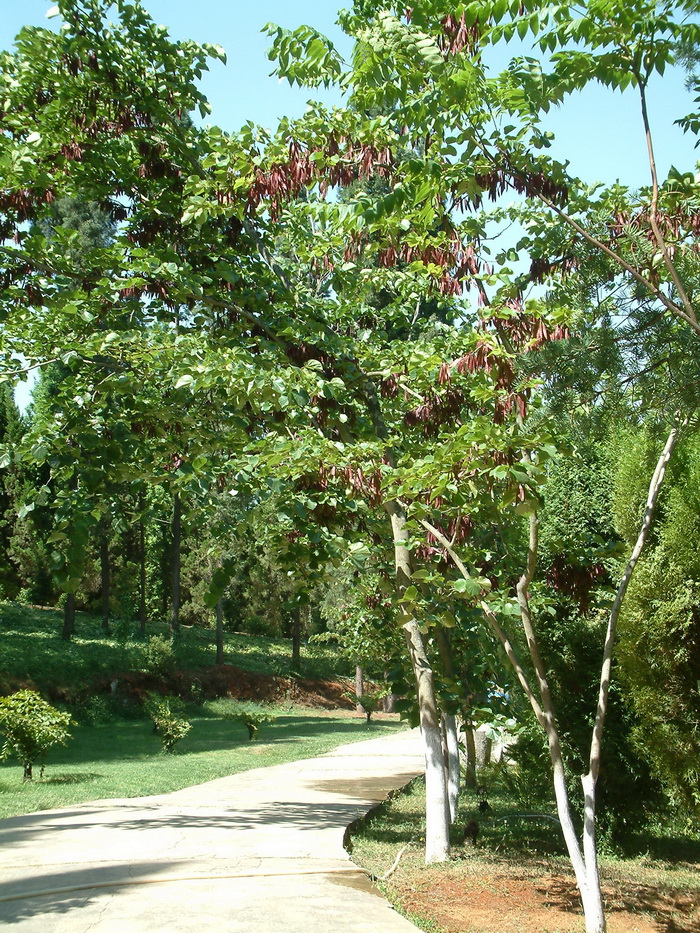 云南紫荆Cercis glabra
