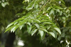 黄檀Dalbergia hupeana