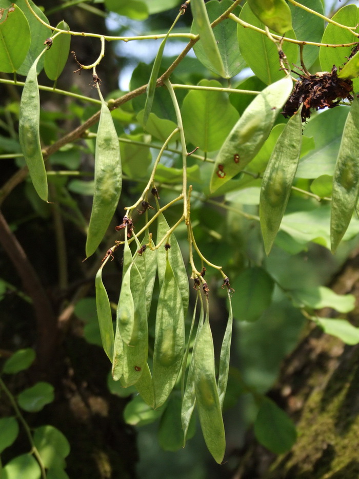 黄檀Dalbergia hupeana