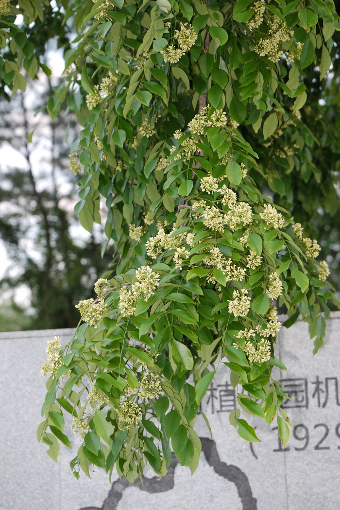 降香黄檀Dalbergia odorifera