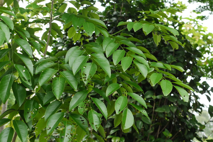 降香黄檀Dalbergia odorifera