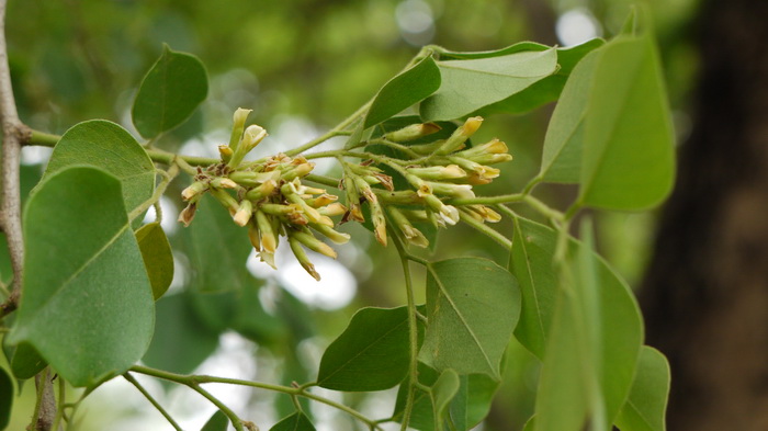 印度黄檀Dalbergia sissoo