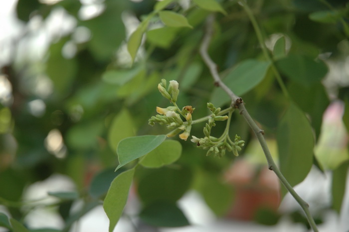 印度黄檀Dalbergia sissoo 印度黄檀Dalbergia sissoo