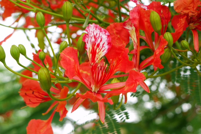 凤凰木Delonix regia 凤凰木Delonix regia
