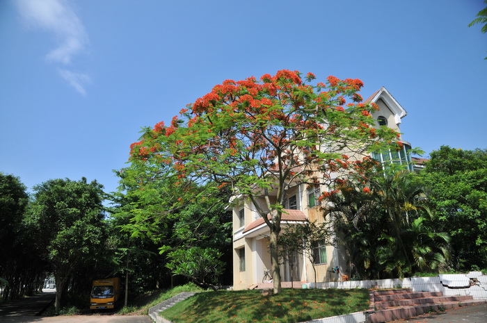 凤凰木Delonix regia 凤凰木Delonix regia