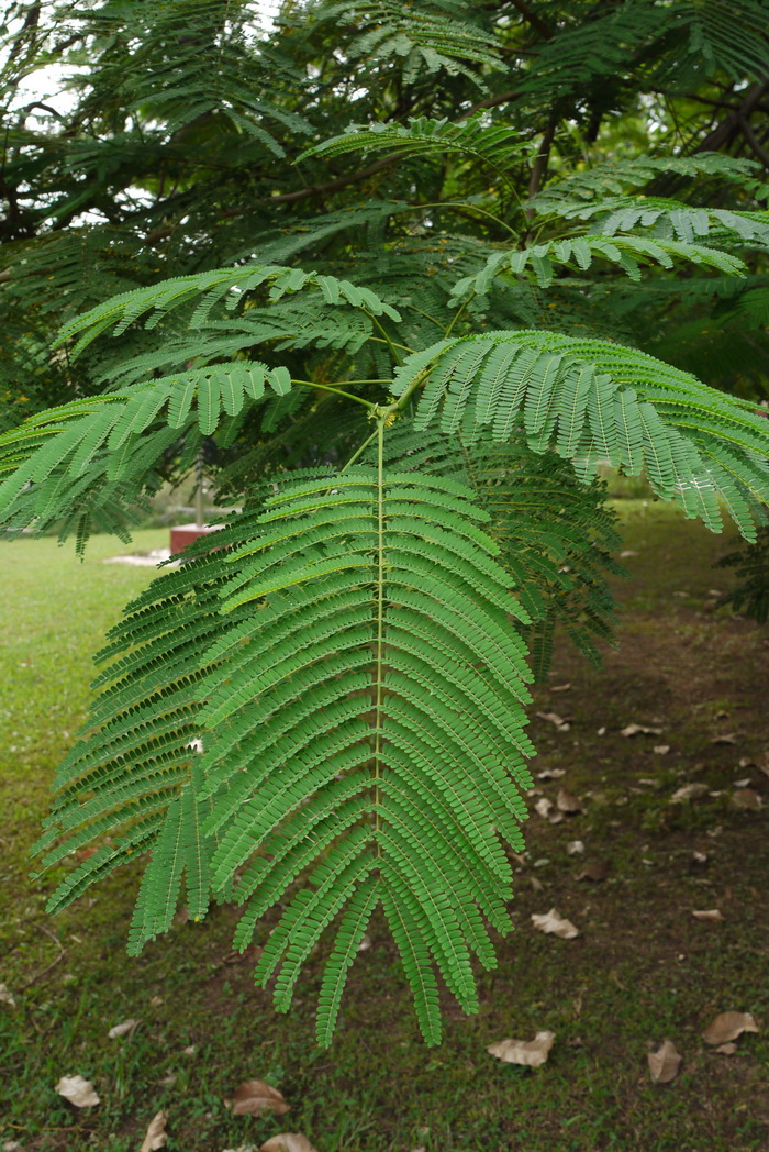 凤凰木Delonix regia