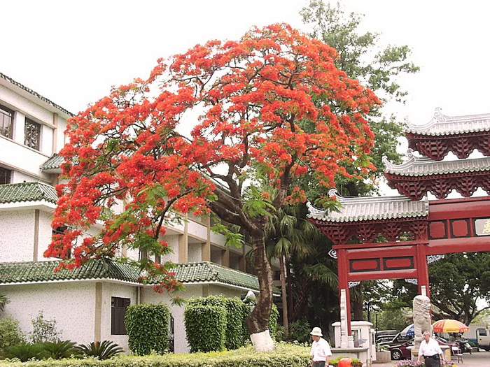 凤凰木Delonix regia