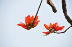 南非刺桐Erythrina caffra