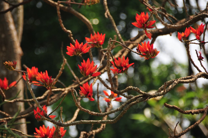 南非刺桐Erythrina caffra