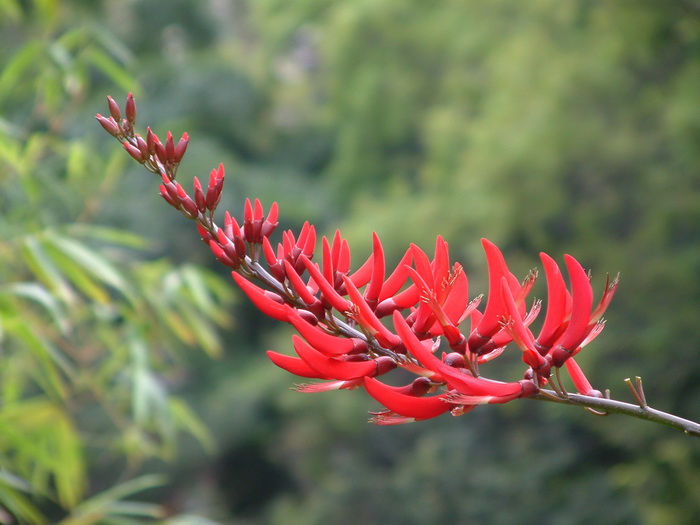 龙牙花Erythrina corallodendron 龙牙花Erythrina corallodendron