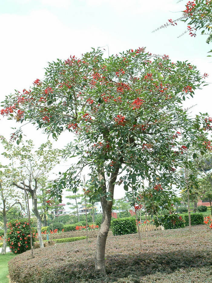 龙牙花Erythrina corallodendron 龙牙花Erythrina corallodendron