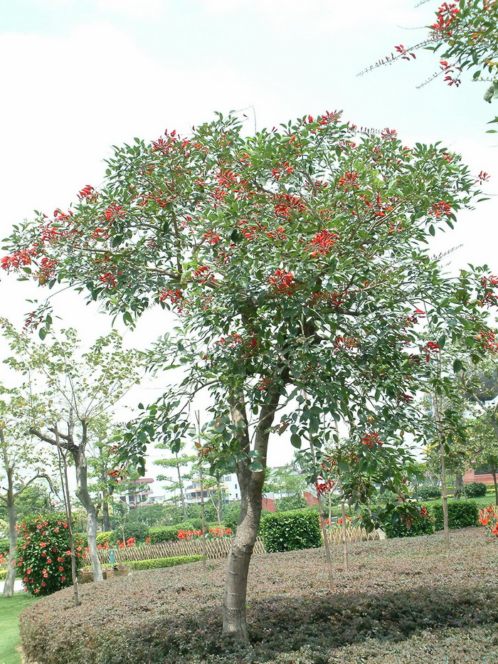 龙牙花Erythrina corallodendron