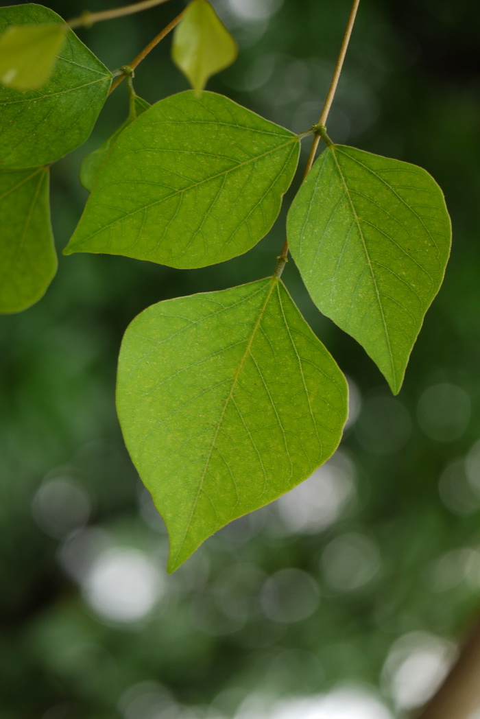 龙牙花Erythrina corallodendron