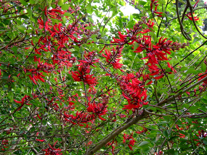 龙牙花Erythrina corallodendron