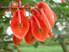 鸡冠刺桐Erythrina crista-galli