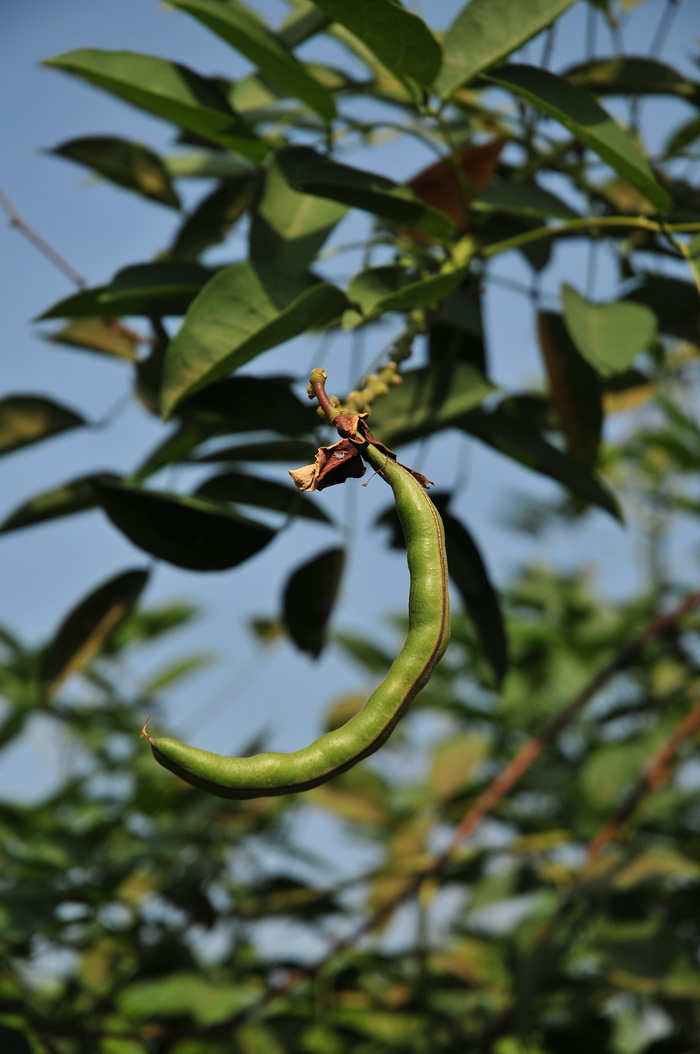 鸡冠刺桐Erythrina crista-galli
