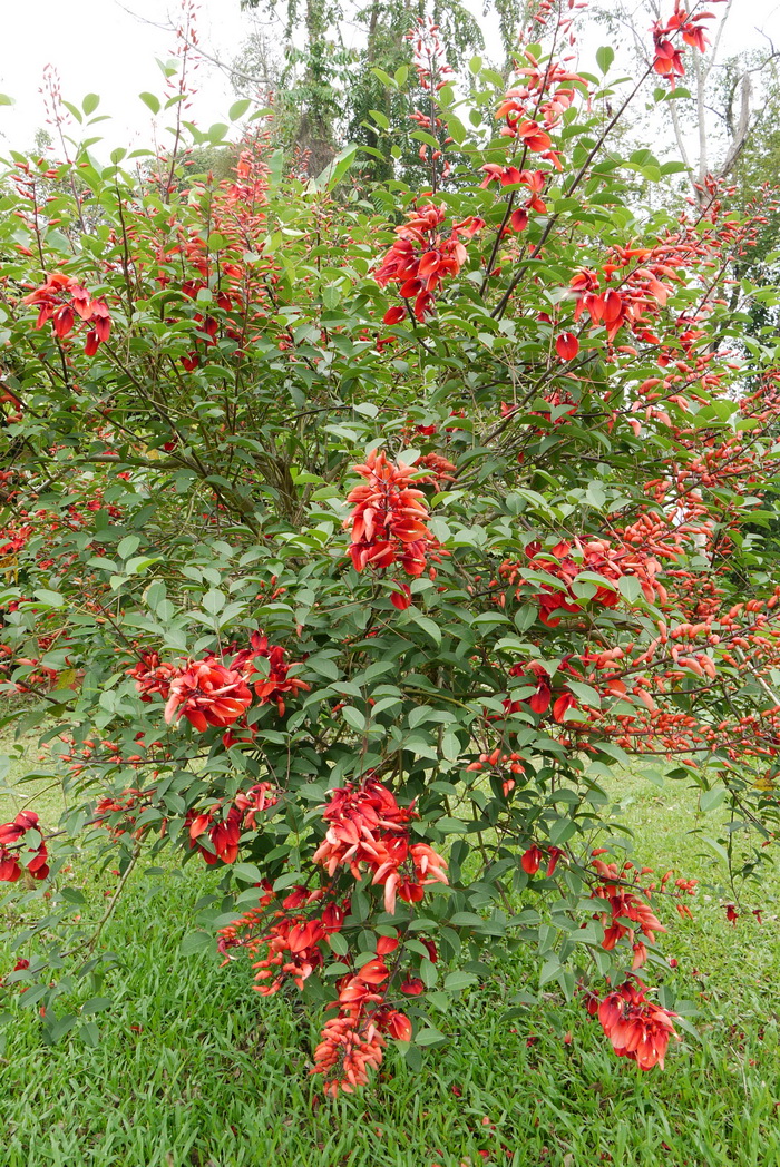 鸡冠刺桐Erythrina crista-galli 鸡冠刺桐Erythrina crista-galli