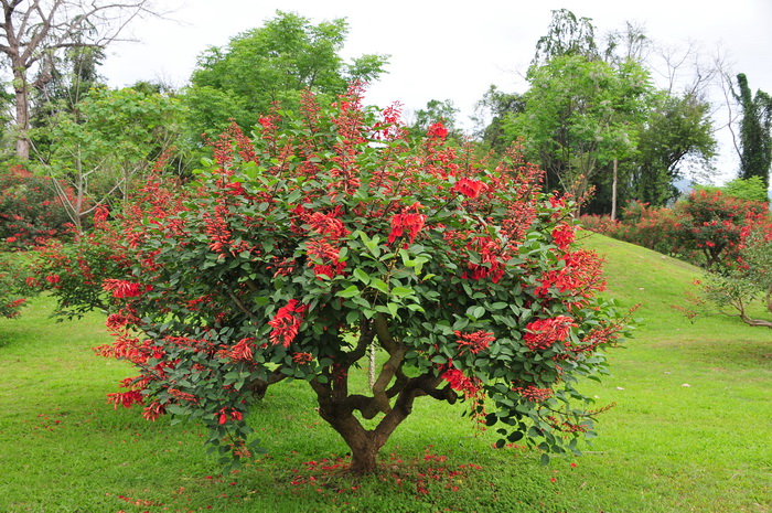 鸡冠刺桐Erythrina crista-galli