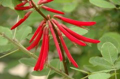 绿刺桐Erythrina herbacea