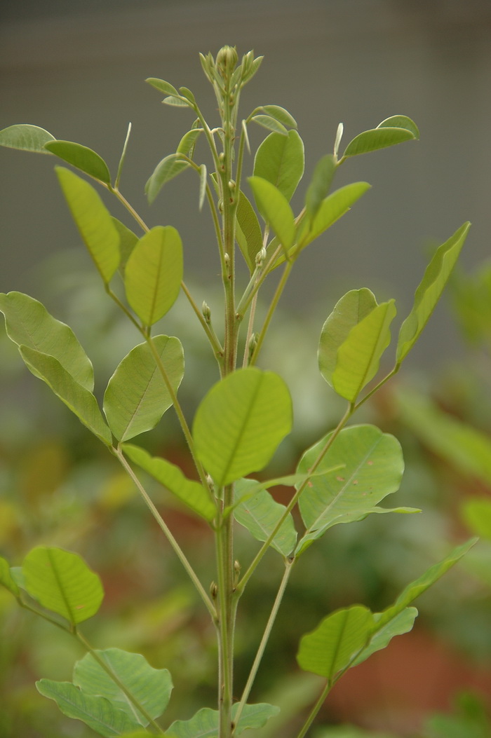 绿刺桐Erythrina herbacea 绿刺桐Erythrina herbacea