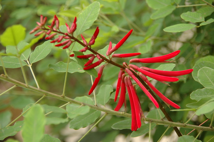 绿刺桐Erythrina herbacea 绿刺桐Erythrina herbacea