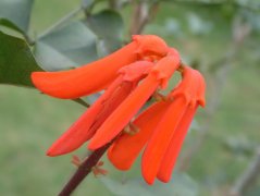 纳塔尔刺桐Erythrina humeana