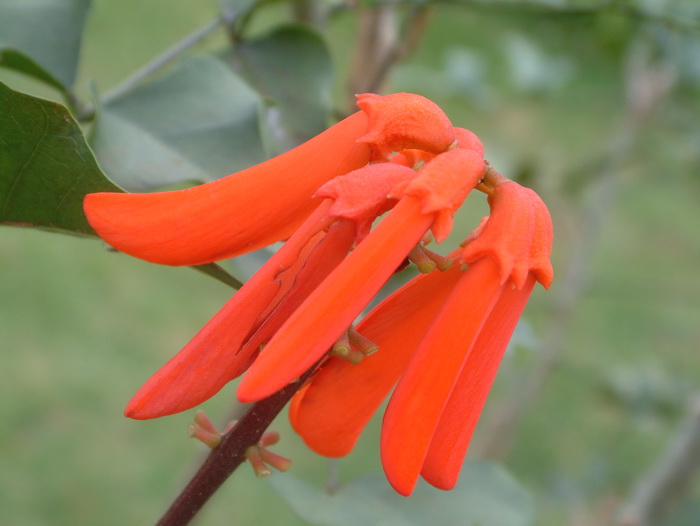 纳塔尔刺桐Erythrina humeana 纳塔尔刺桐Erythrina humeana