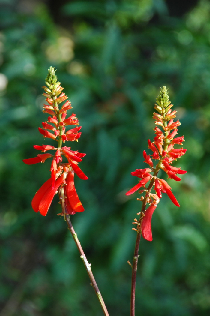 纳塔尔刺桐Erythrina humeana 纳塔尔刺桐Erythrina humeana