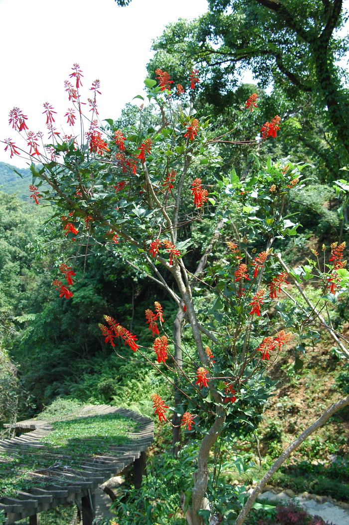 纳塔尔刺桐Erythrina humeana