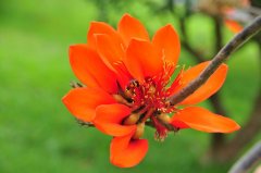 劲直刺桐Erythrina stricta