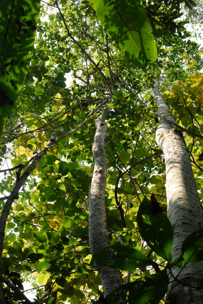 翅果刺桐Erythrina secundiflora 翅果刺桐Erythrina secundiflora