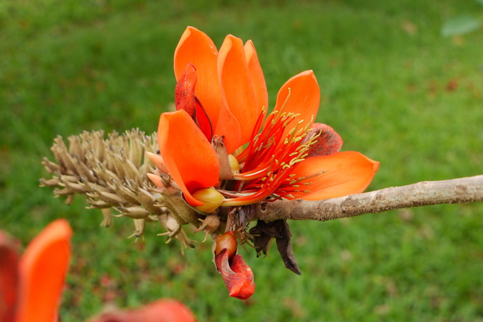 劲直刺桐Erythrina stricta